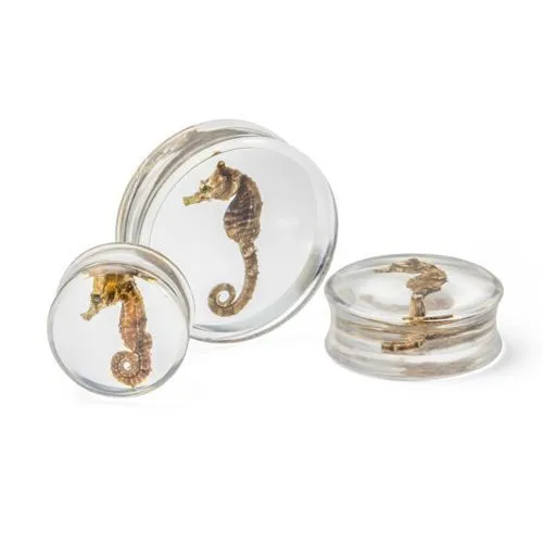 Painful Pleasures Anal Seahorse Double Flared Acrylic Plug 20mm32mm Price Per 1